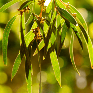 Raw eucalyptus