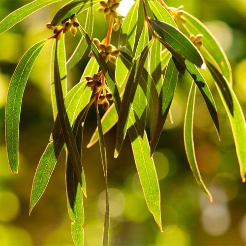 Raw eucalyptus