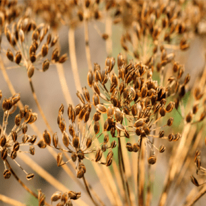 Raw fennel