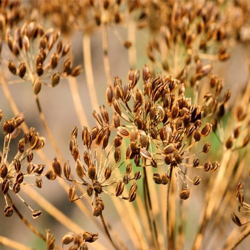 Raw fennel