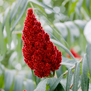 Raw rhus coriaria