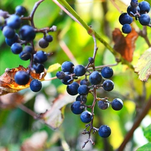 Raw wild grapes